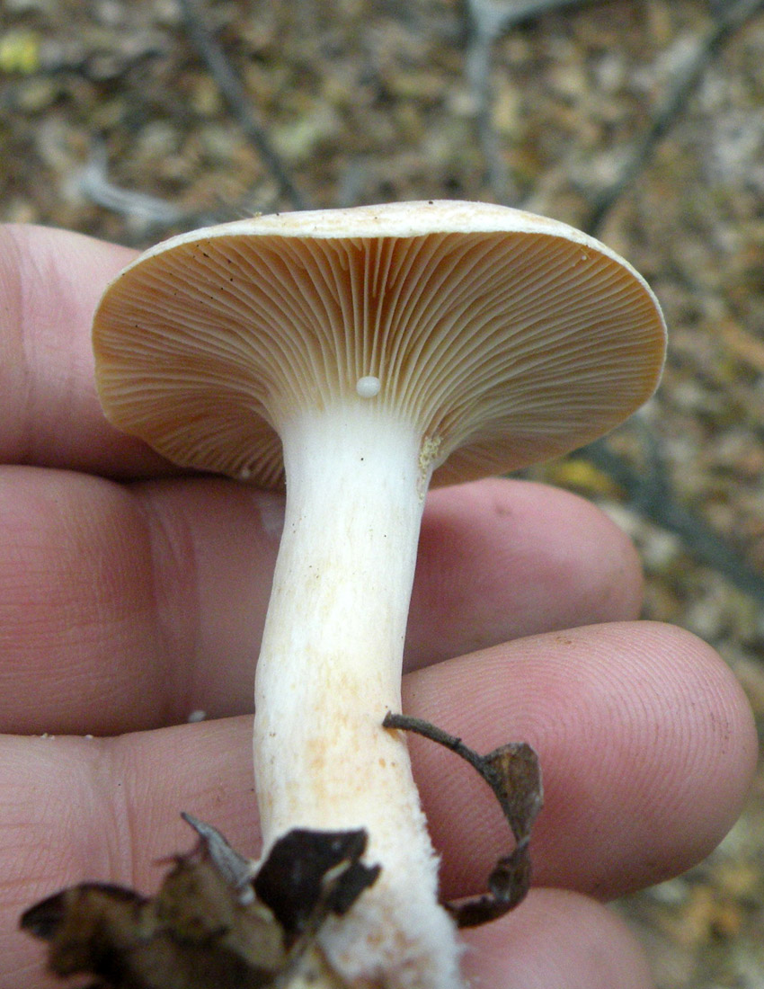 Nei boschi di Ulderico